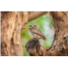 spotted-owlet-5093773_1280.jpg